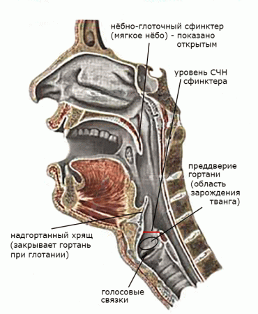 Twang VS Гнусавость