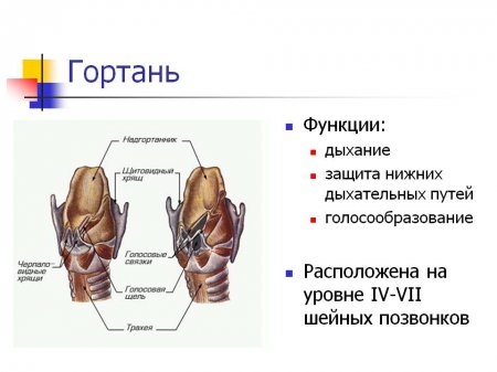 Приятно познакомиться, Гортань!