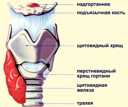 Как сделать гортань более подвижной thumbnail